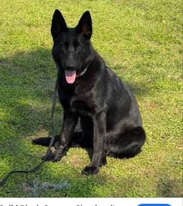 Black Shepherd
