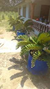Zamia furfuracea