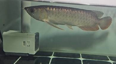arowana mgbb n shb