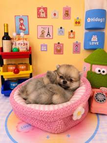 chubby teddy baby girl Pomeranian