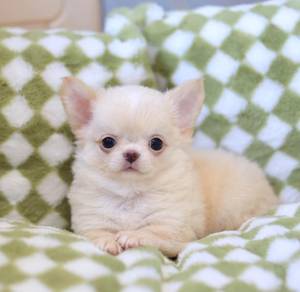 Chihuahua
