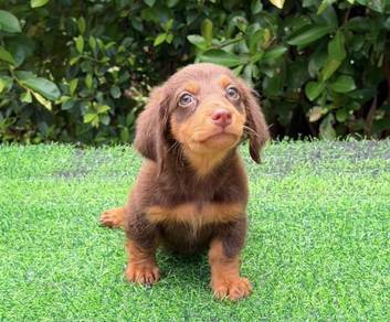 MINIATURE DACHSHUND Puppies VIP17🐻 Adorable Girl