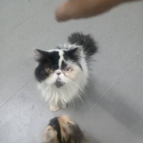 pure persian