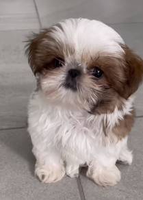 Happy-go-lucky Shih Tzu / Shihpoo / Cute / Tricolo