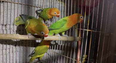 lovebird