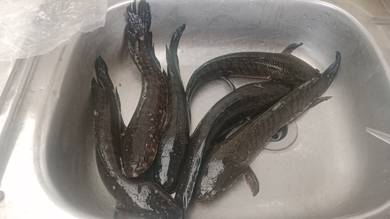 Ikan Haruan