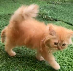 persian
