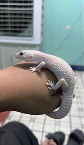 Mack Snow Diablo Blanco Gecko