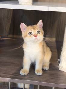 pure golden bsh female