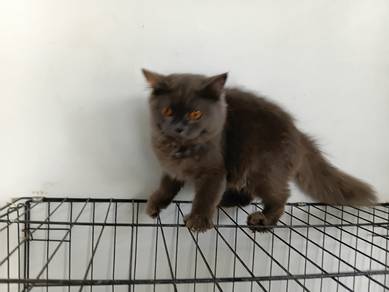 Bsh mix Persian