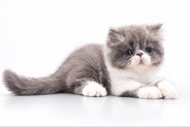 Kucing flatface kitten