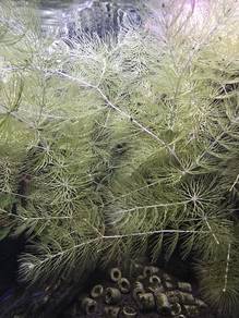 hornworth water grass