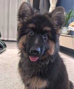 German Shepherd