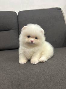 QW9699 Tiny Pomeranian thick haired angel pet