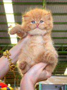 Persian Gold-