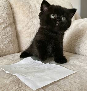 munchkin kitten