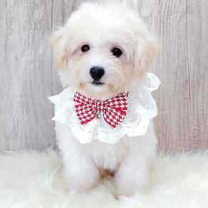 Maltipoo