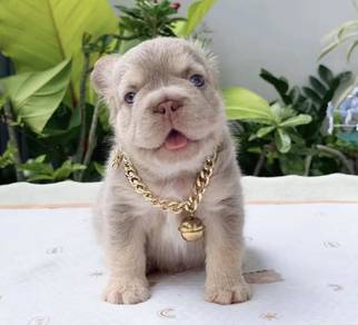 FRENCH BULLDOG PUPPIES 34🌻Premium Quality ~Fluffy