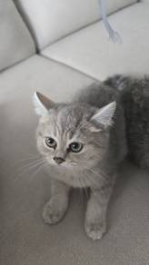 BSH Male