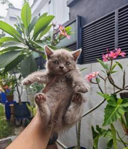 British shorthair