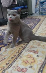 bsh kitten female 
