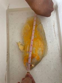 ikan oscar fish