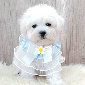 Bichon