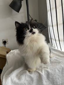 Napoleon Kitten