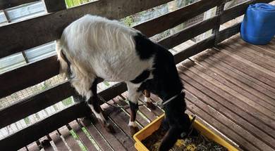 Package Kambing Betina Bunting & Jantan 22KG