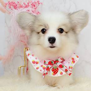 Corgi