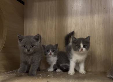 British Short Hair BSH Kitten Cat