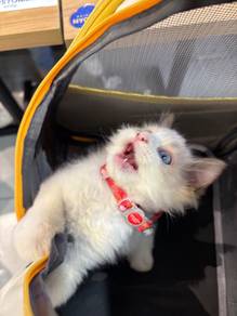 Ragdoll kitten