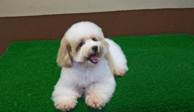 Tiny size poodle female 