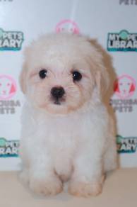 f25 Charming Maltipoo Dog