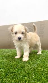Pomachon puppy