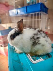 Netherland Dwarf