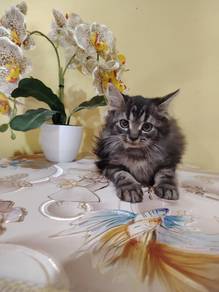 male kitten