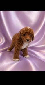 Parti Poodle Puppy 