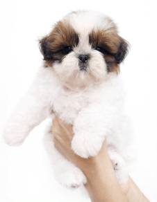 shih tzu 