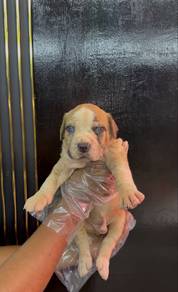 XXL PITBULL Male Merle Blue Eye