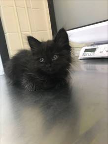 Black Persian Kitten