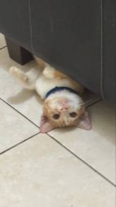 free kittens