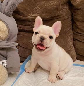 French Bulldog