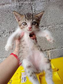 BSH Mix TABBY CAT