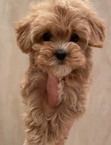 F8998 Loving Poodle Little Cute Bear Face Puppy Pu