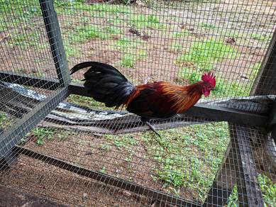 Ayam Hutan Baka Lapis Telinga Merah