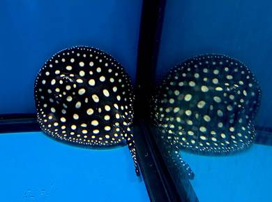 Pure Original Black Diamond BD Stingray Pari