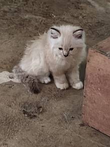 kucing parsi
