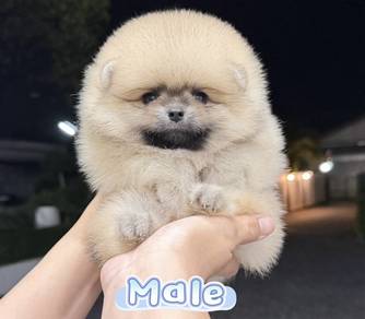Pomeranian Bear Face Tiny Male Puppy