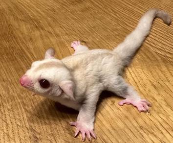 sugar glider